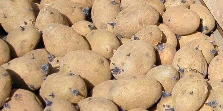 Manque criant de semences de pommes de terre à Bururi