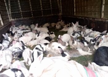 Kayanza : Des cuniculteurs plaident pour la disponibilité des vétérinaires