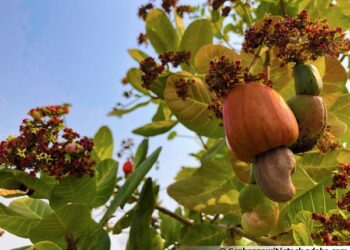 Ruyigi :Des producteurs de l’anacardier réclament le marché d’écoulement  