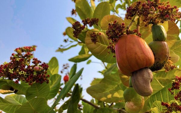 Ruyigi :Des producteurs de l’anacardier réclament le marché d’écoulement  