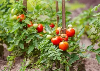 Mutimbuzi : Des producteurs de tomates se lassent