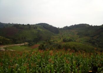 Kanyosha : Le manque d’encadreurs agricoles inquiète les habitants