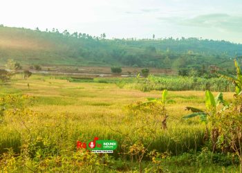Giheta : Des maladies bactériennes menacent différentes variétés de cultures