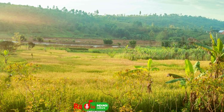 Giheta : Des maladies bactériennes menacent différentes variétés de cultures