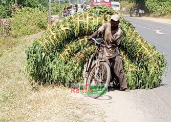 Préoccupations des éleveurs de Gihanga : Manque et cherté du fourrage