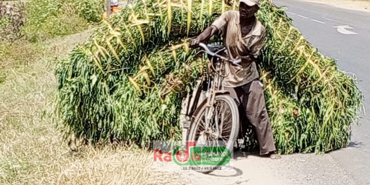 Préoccupations des éleveurs de Gihanga : Manque et cherté du fourrage