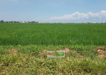 La SRDI recommande la rotation des cultures pour lutter contre les maladies du riz