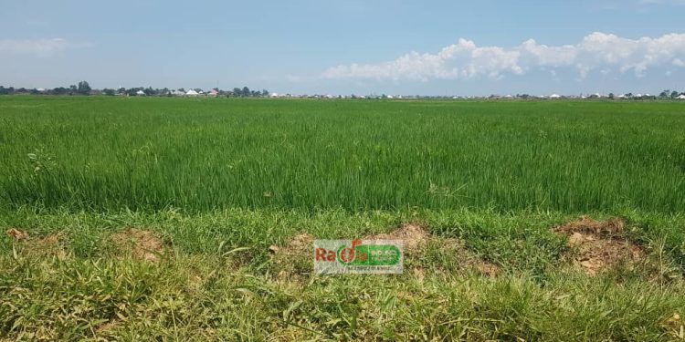 La SRDI recommande la rotation des cultures pour lutter contre les maladies du riz