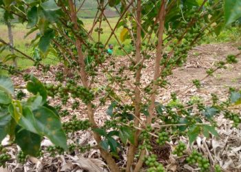 Redynamiser la filière café pour relever sa productivité