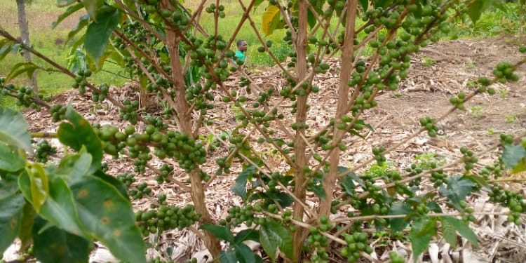 Redynamiser la filière café pour relever sa productivité