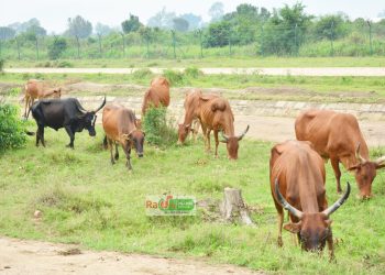 La vache au Burundi, une richesse particulière