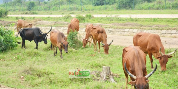 La vache au Burundi, une richesse particulière