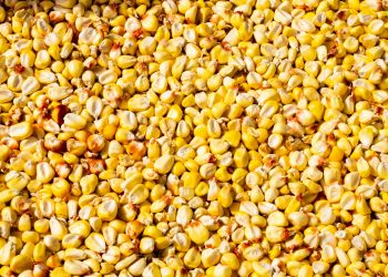 La collecte du maïs au cœur du débat