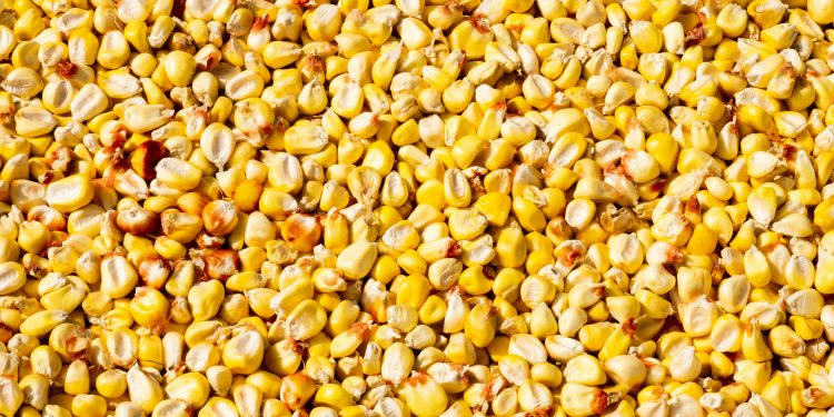 La collecte du maïs au cœur du débat