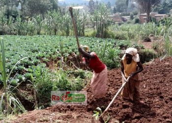 Manque de semences de maïs à Muyinga : Une préoccupation croissante