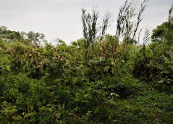 Des dégâts causés par le débordement de la rivière Rusizi au Parc de la Rusizi