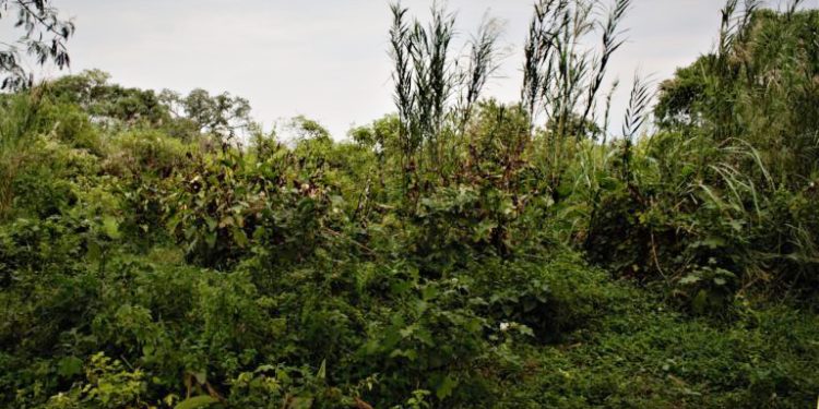 Des dégâts causés par le débordement de la rivière Rusizi au Parc de la Rusizi
