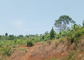 Manque de fertilisants en commune Vumbi