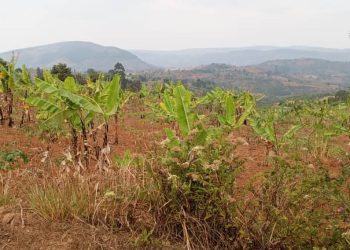 Mwaro : Une maladie bactérienne menace les bananiers