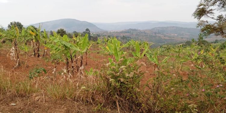 Mwaro : Une maladie bactérienne menace les bananiers