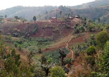 Carence de semences de haricot en commune Mutambu