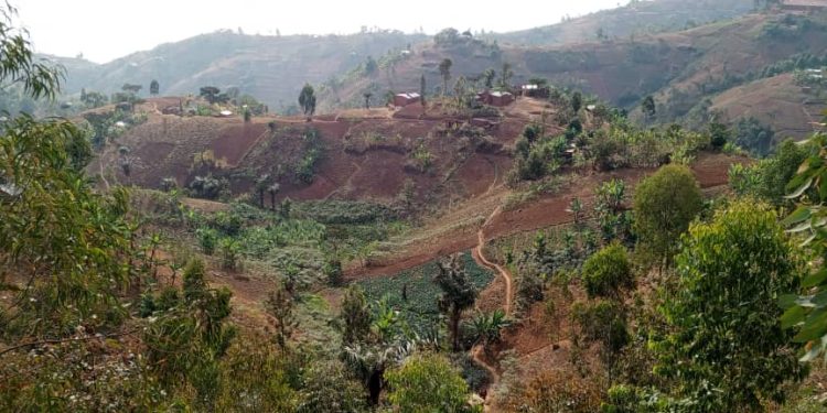 Carence de semences de haricot en commune Mutambu