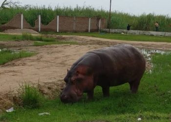 Mutimbuzi: Baratewe ubwoba n’ibikoko vyiyerereza mu mihana