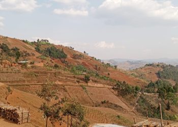 Burundi:Iyagurwa ry’isi ndimwa rirabangamiye amashamba