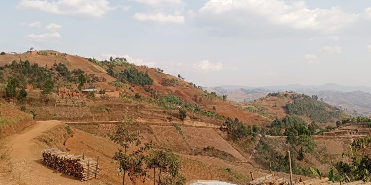 Burundi:Iyagurwa ry’isi ndimwa rirabangamiye amashamba