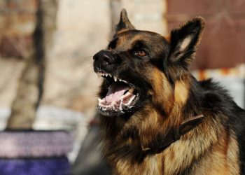 Kayanza: Abantu 14 baramaze kuribwa n’imbwa zisara