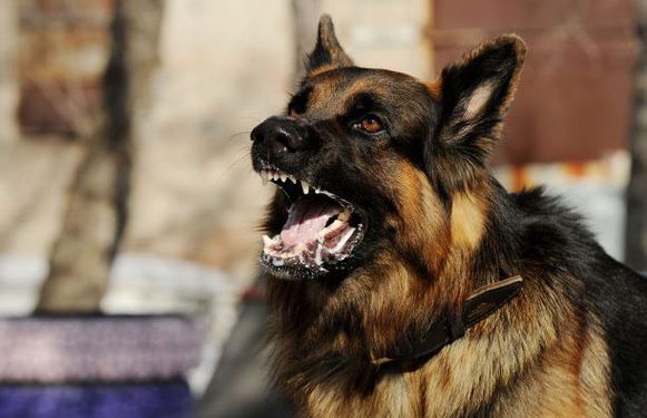 Kayanza: Abantu 14 baramaze kuribwa n’imbwa zisara