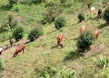 Depuis l’instauration de la politique de la stabulation permanente, quelle valeur ajoutée à Mwumba