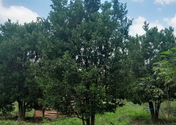 Kubera iki muri ino minsi indimu zizimvye cane?