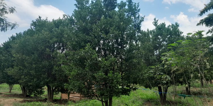 Kubera iki muri ino minsi indimu zizimvye cane?