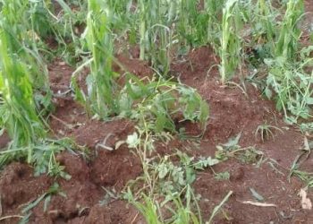 Gashikanwa:Inyubako n’imirima vyarononywe n’imvura