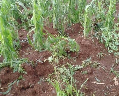 Gashikanwa:Inyubako n’imirima vyarononywe n’imvura