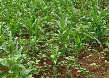 Mutimbuzi: Hari indwara ibangamiye imirima y’ibigori