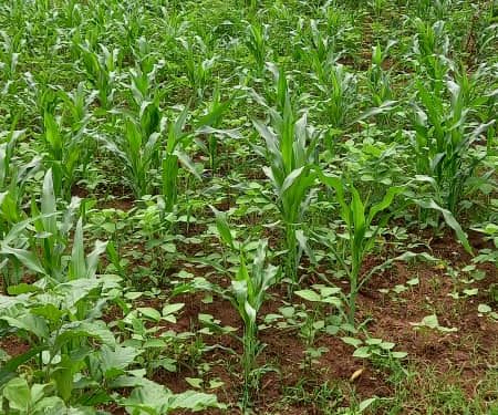 Mutimbuzi: Hari indwara ibangamiye imirima y’ibigori