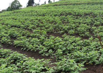 Mugongo-Manga : Peste de la pomme de terre et coûts des produits phytosanitaires