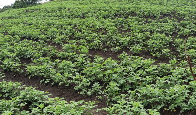 Mugongo-Manga : Peste de la pomme de terre et coûts des produits phytosanitaires