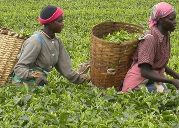 Abarimyi b’icayi basaba kw’igiciro coduzwa