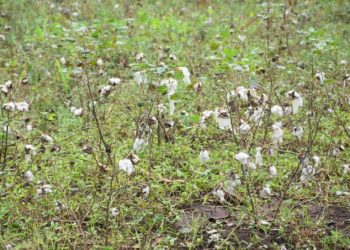 Des cotonculteurs de l’Imbo sont confrontés à de nombreux défis