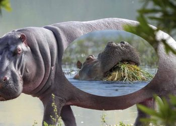 Amezi abiri ararangiye bimwe mu bikoko vyo mu kiyaga Tanganyika bitihaye inkumbi .