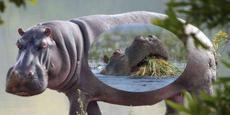 Amezi abiri ararangiye bimwe mu bikoko vyo mu kiyaga Tanganyika bitihaye inkumbi .