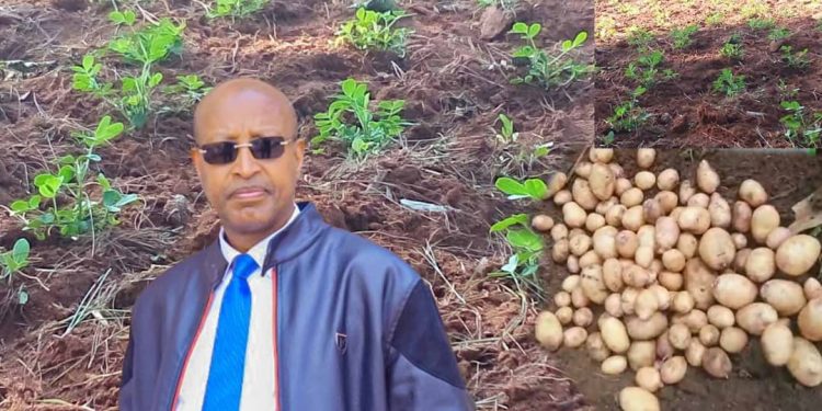 Rutana:Imirima y’umu diaspora yarasahuwe iyindi ironeshwa