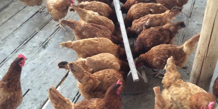 Vers l’abandon de l’aviculture