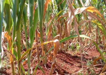 Mpinga-Kayove : des champs de culture menacés par l’ensoleillement