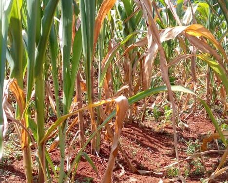 Mpinga-Kayove : des champs de culture menacés par l’ensoleillement