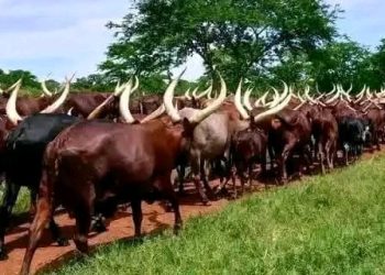 Kayanza : Ingwara ya suna yasubiye kwibonekeza ku bitungwa bimwe bimwe