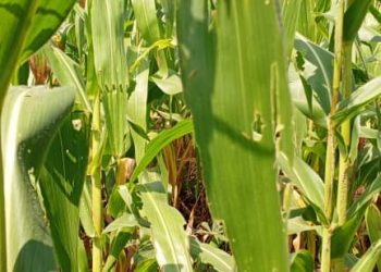 Mutaho: des champs de maïs menacés par une maladie bactérienne